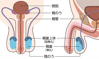 精巣周囲の解剖